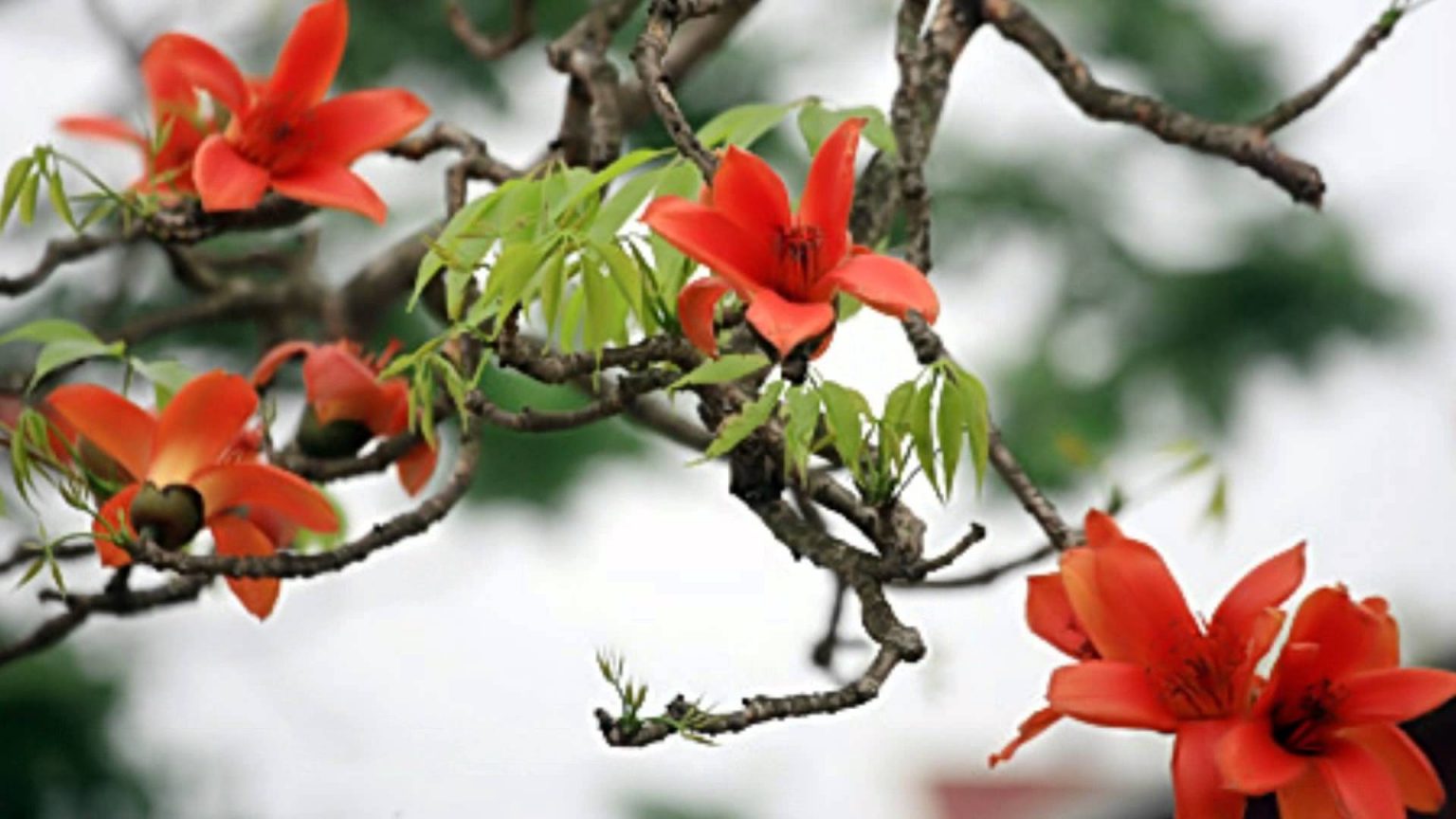 Viên Linh: Hoa gạo cuối thôn