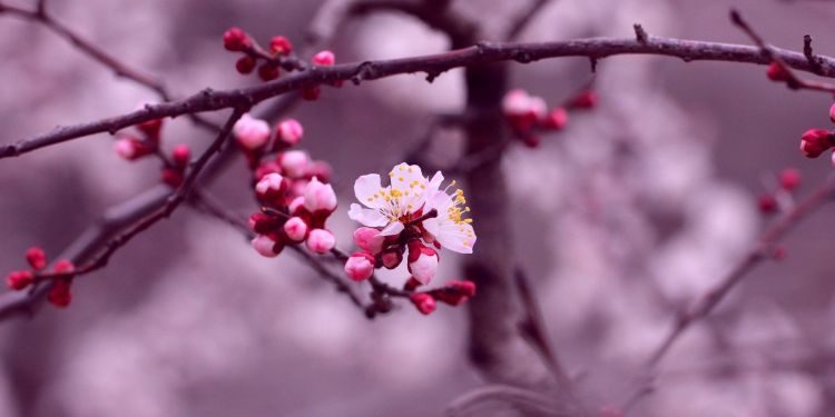 Vĩnh Hảo: Hồi sinh